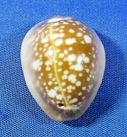 Naria englerti