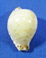 Cypraeovula algoensis albinistic