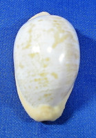 Cypraeovula fuscodentata