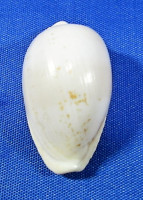 Cypraeovula fuscodentata