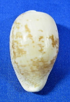 Cypraeovula amphithales