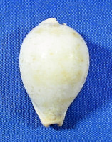 Ficadusta barclayi