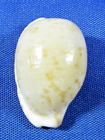 Cypraeovula edentula