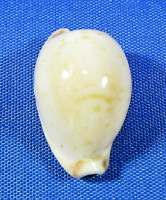 Cypraeovula edentula