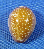 Naria englerti