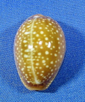 Naria englerti