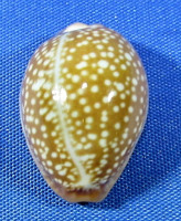 Naria englerti