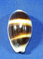 Palmadusta asellus