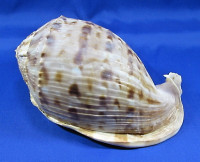 Cassis tesselata