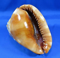 Cypraecassis rufa