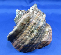 Turbo marmoratus