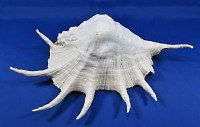 Lambis truncata sebae