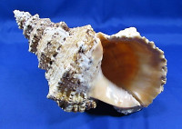 Bursa bubo