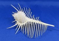 Murex pecten