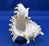 Chicoreus ramosus