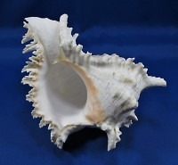 Chicoreus ramosus