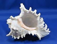 Chicoreus ramosus