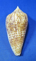 Conus armadillo