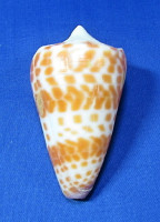 Conus tessulatus