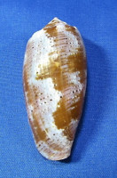Conus tulipa