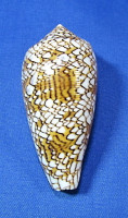 Conus textile
