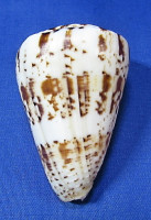 Conus caracteristucus