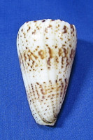 Conus caracteristicus