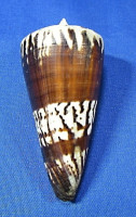 Conus generalis