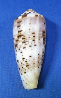 Conus circumcisus