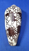 Conus magnificus