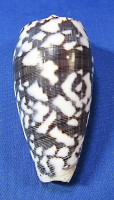 Conus striatus