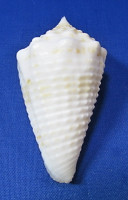Conus sulcatus samiae