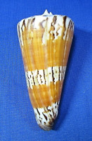 Conus generalis
