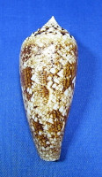 Conus telatus