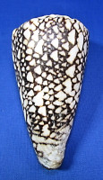 Conus marmoreus bandanus