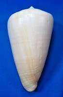 Conos quercinus