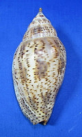 Harpulina lapponica