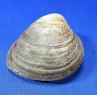 Polymedosa caroliniana Bosc,1801