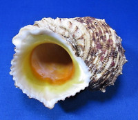 Turbo chrysostomus