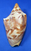 Cymbiola aulica