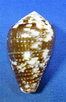 Conus catus