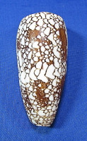 Conus pennaceus