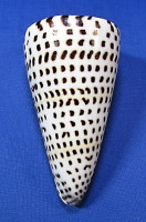 Conus litteratus