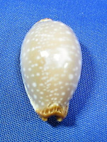 Staphylaea limacina interscincta