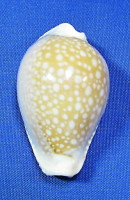 Naria miliaris