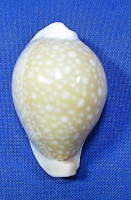 Naria miliaris
