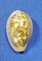 Zonaria pyrum senegalensis