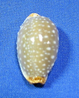 Staphalaea limacina interscincta