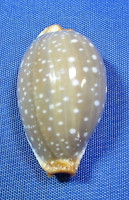 Staphylaea limacina limacina