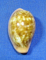 Zonaria pyrum petitiana